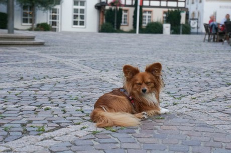ahrweiler