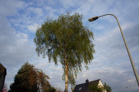 dansweiler