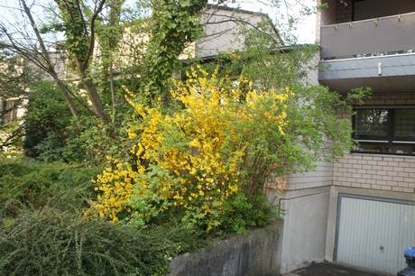 dansweiler