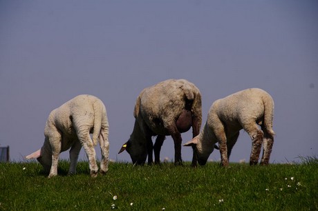 Eckwarderhoerne