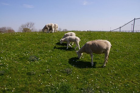 Eckwarderhoerne