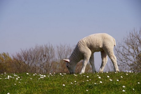 Eckwarderhoerne