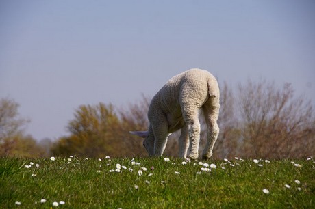 Eckwarderhoerne