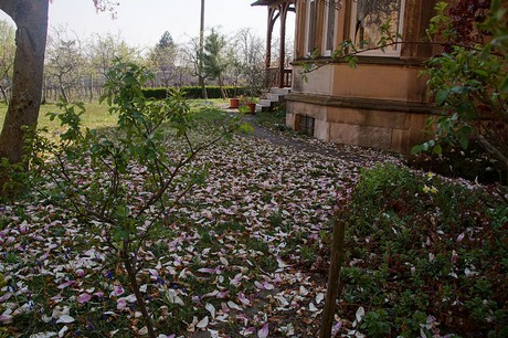 Edenkoben