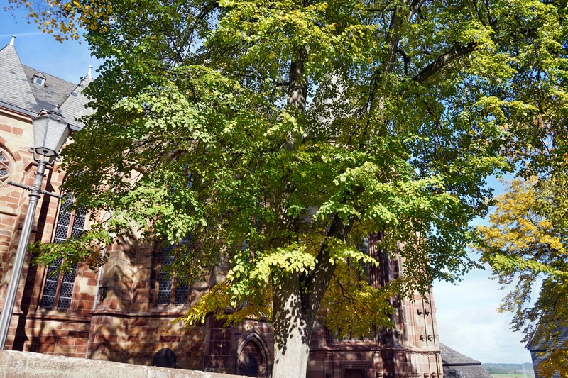 Frankenberg