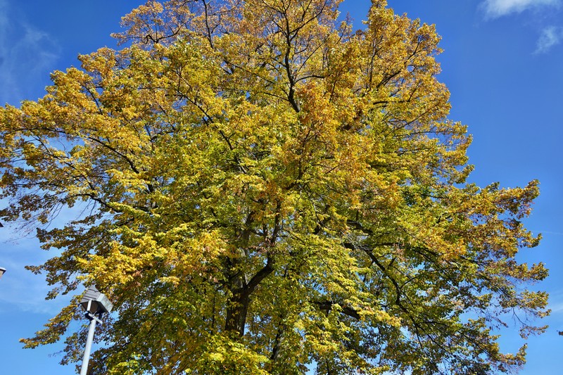 Frankenberg