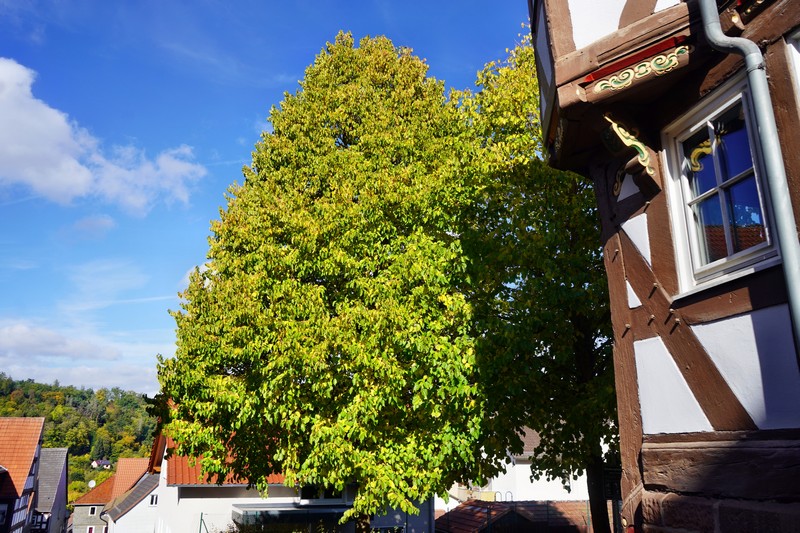 Frankenberg