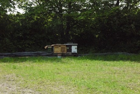 Kottenforst