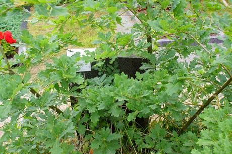 Lechenich
