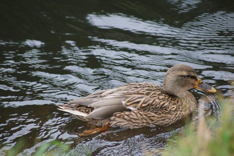 lechenich