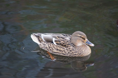 lechenich