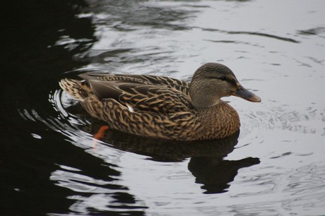 lechenich