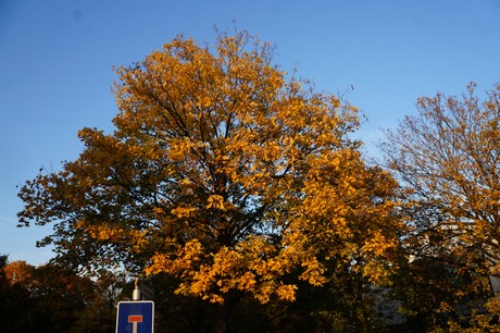 lechenich