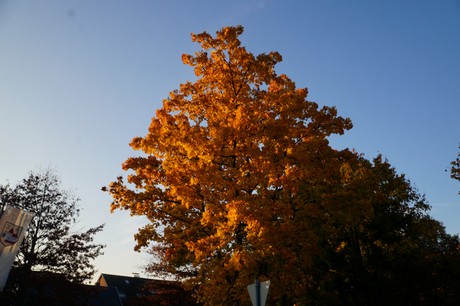 lechenich