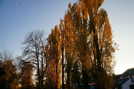 lechenich