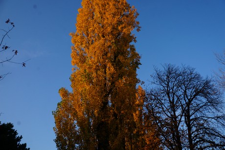 lechenich