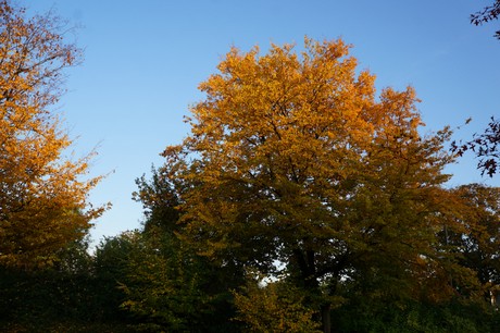 lechenich