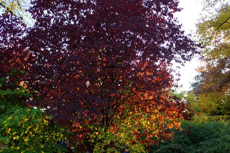 lechenich