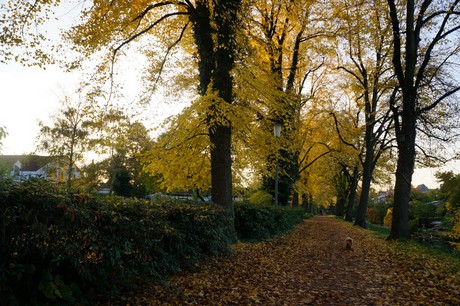 lechenich