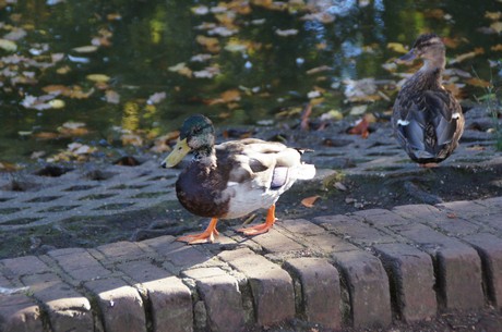 schloss-Gracht