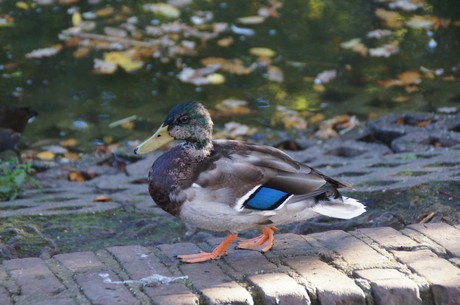 schloss-Gracht