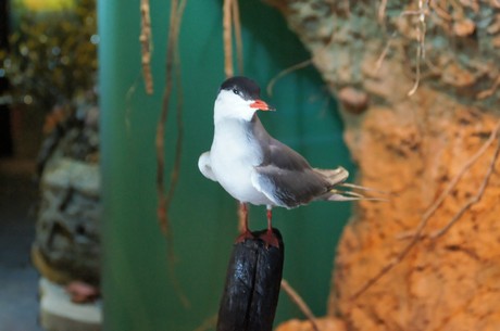 stralsund-ozeaneum