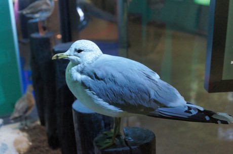 stralsund-ozeaneum