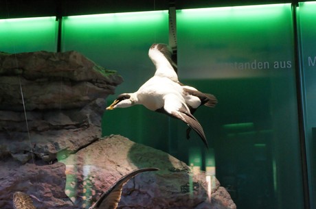 stralsund-ozeaneum