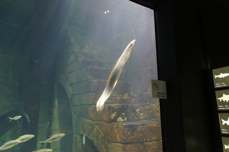 stralsund-ozeaneum