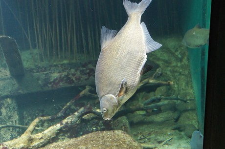 stralsund-ozeaneum