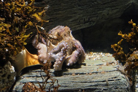 stralsund-ozeaneum