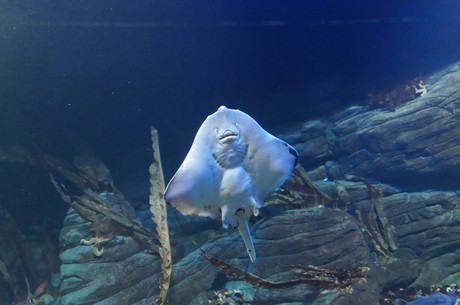 stralsund-ozeaneum