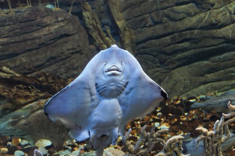 stralsund-ozeaneum