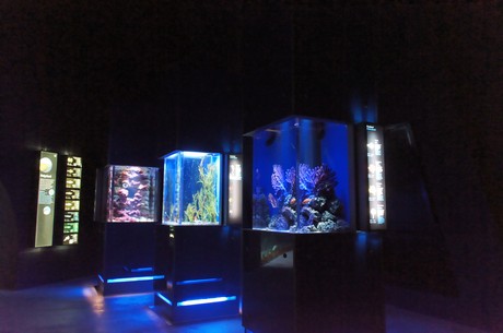 stralsund-ozeaneum