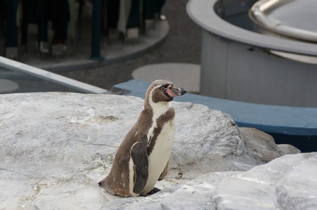 stralsund-ozeaneum