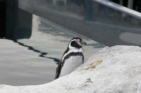 stralsund-ozeaneum