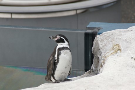 stralsund-ozeaneum