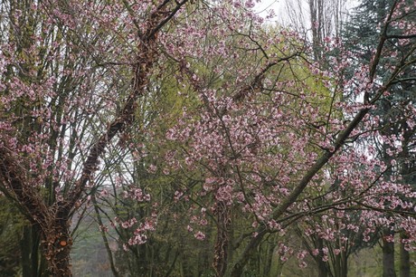 Witterschlick
