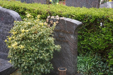 Witterschlick