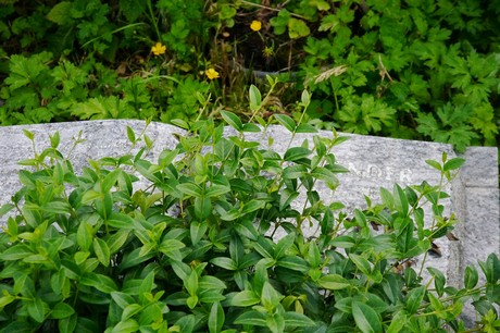 Witterschlick