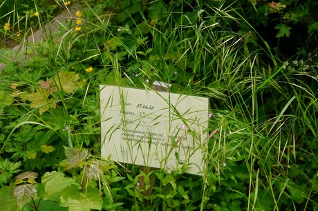 Witterschlick
