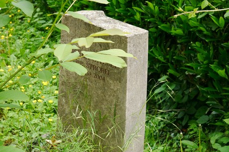 Witterschlick