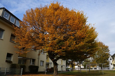 Wahnheide