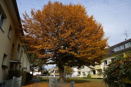 Wahnheide