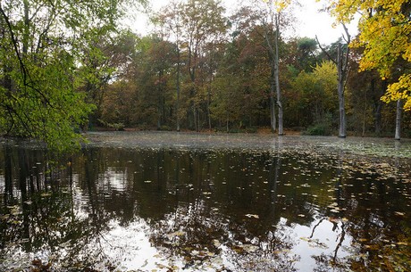 Wahnheide