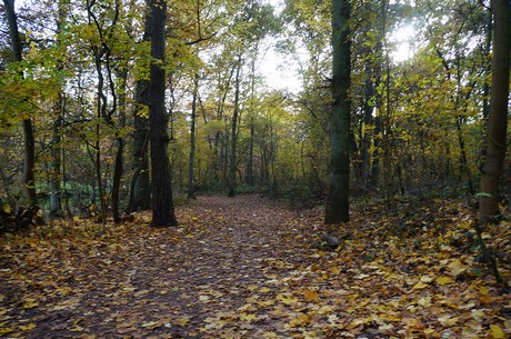 Wahnheide