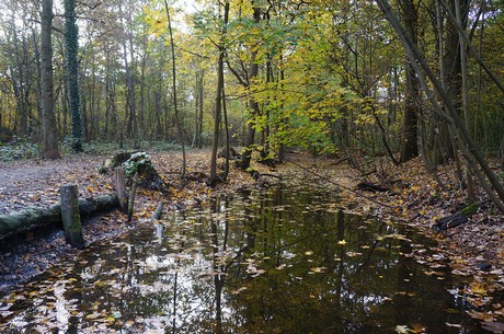 Wahnheide