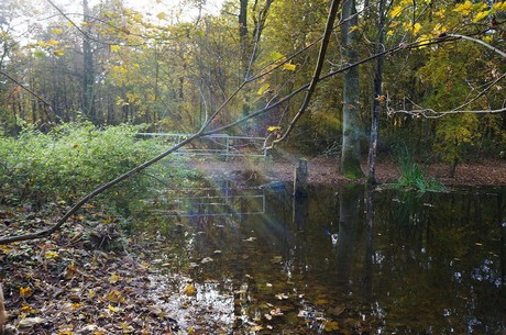 Wahnheide