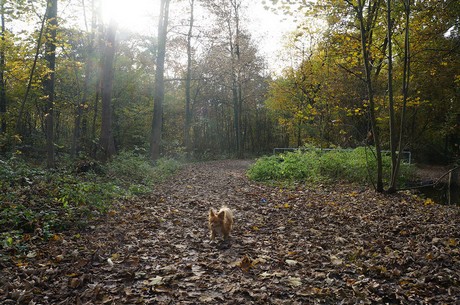 Wahnheide