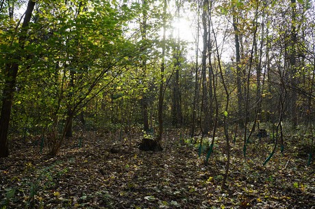 Wahnheide